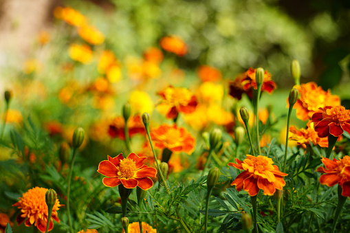 Field of flowers, Red and Yellow Marigold Flowers, Plants, Horticulture