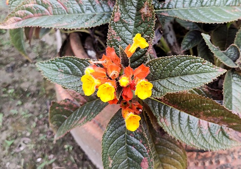 Chrysothemis pulchella also known as sunset bells, black flamingo, copper leaf or simply chryothemis is a tender tropical perennial plant.  It can be used as a shade area house plant or indoor plant.