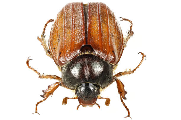 istock common cockchafer (Melolontha melolontha) from Europe 1619365264
