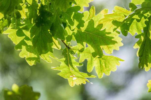 istock Green oak leaves on a natural blurred background. 1619367366