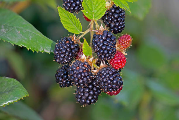 istock Unpicked black and red berries. 1619371714