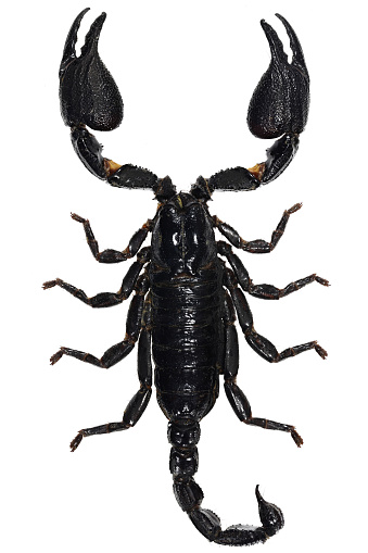 Asian blue forest scorpion (Heterometrus cyaneus) from Java, Indonesia isolated on white background