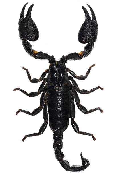 Java Scorpion 33.600+ Escorpião fotos de stock, imagens e fotos royalty-free - iStock