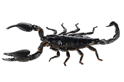 Java Scorpion Asian Blue Forest Scorpion From Java Indonesia Stock Photo - Download ...