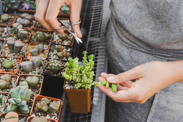 istock hands cutting leaves of succulent Crassula 1619374496