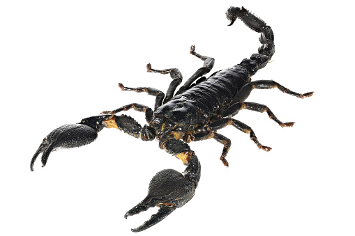 Known in Latin as Hadrurus arizonensis, this scorpion (also commonly known as Arizona desert hairy scorpion) is the largest in North America. The one pictured is a juvenile.