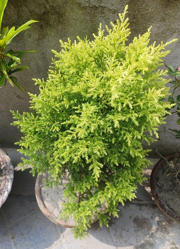 Lemon Cypress or 'Gold Crest' is a cultivar of the Monterey Cypress, Hesperocyparis macrocarpa, with a narrow, columnar habit and needled evergreen, bright yellow foliage.