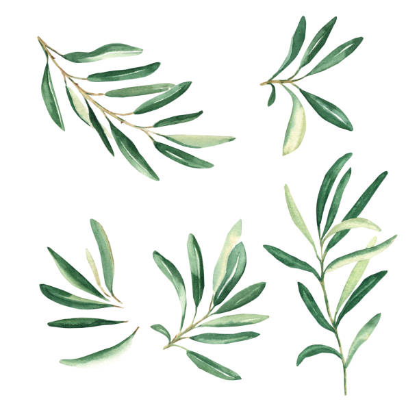 istock Olive branches set isolated on white background. Watercolor hand drawn botanical illustration. Can be used for cards, logos and package design 1619383898