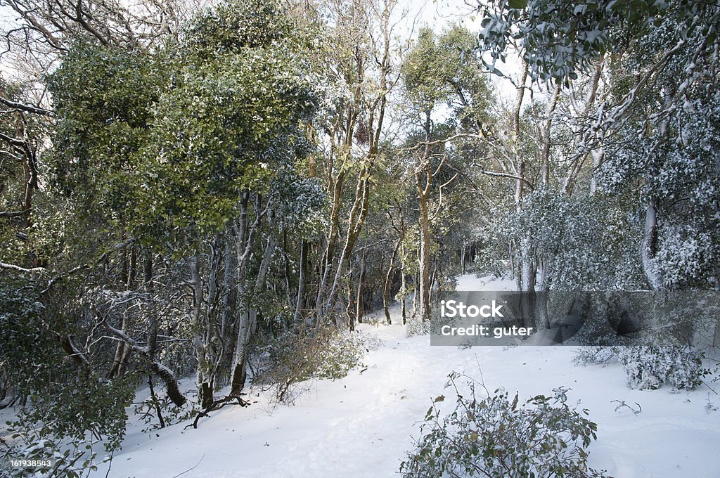 Paesaggio di neve - Foto stock royalty-free di Albero