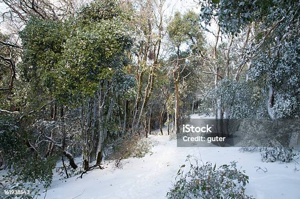 Foto de Paisagem De Neve e mais fotos de stock de Arbusto - Arbusto, Caule, Cena de tranquilidade