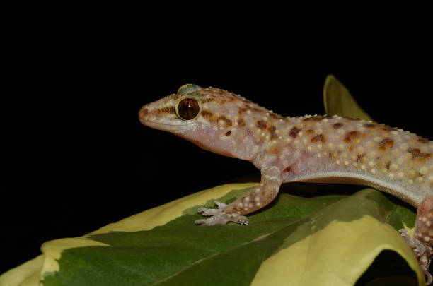 istock Turkish Gecko, Mediterranean House Gecko 1619390228