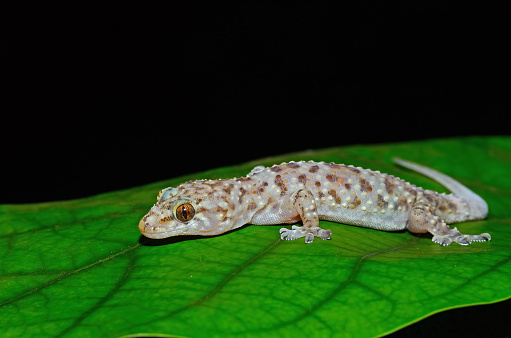 Turkish Gecko, Mediterranean House Gecko. Turkish Gecko on a leaf.