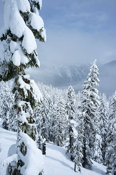 istock Snowy forest, after the snowstorm 161939107