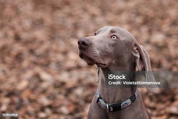 Foto de Weimaraner e mais fotos de stock de Animal - Animal, Animal de estimação, Animal doméstico