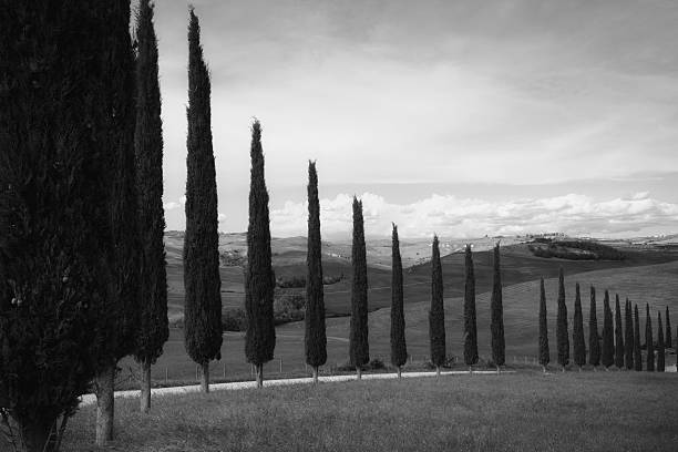 istock Typical tuscany landscape with cypress 161941661