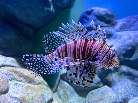 Stock photo showing close-up view of a poisonous Red Lionfish (Pterois volitans) swimming past rocks in a marine aquarium. Lionfish are a venomous species with dorsal fins tipped with poison used for defence.