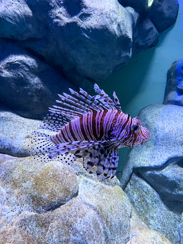 Stock photo showing close-up view of a poisonous Red Lionfish (Pterois volitans) swimming past rocks in a marine aquarium. Lionfish are a venomous species with dorsal fins tipped with poison used for defence.