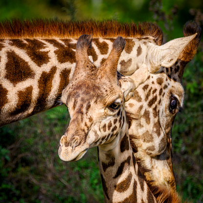 Close-up of Masai giraffe baby with mother in the front of treetops. This giraffe subspecies can be found in Tanzania and Kenya.