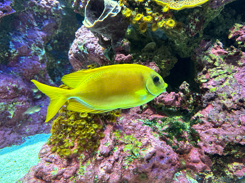 Stock photo showing close-up view of a large, glass marine aquarium. This saltwater reef tank has been landscaped with sand, live rocks and real living coral, being home to several fish and sea anemones. The water quality is maintained with a complex external filtration system and protein skimmers, while strong fluorescent tube lighting ensures healthy growth of the coral.