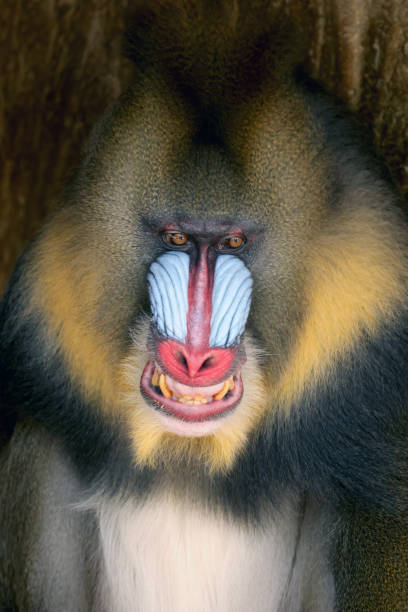 istock Close view of angry Mandrill monkey with sharp teeth with tree background, Mandrillus sphinx 1619437273