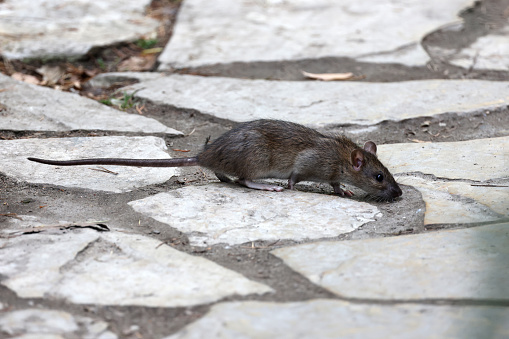 Common rat walking on paved street