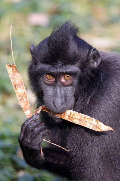 istock Closeup portrait of Crested Macaque, Macaca Nigra 1619439370