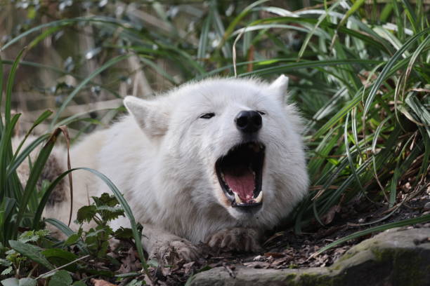 Howling Hudson Bay wolf (Canis lupus hudsonicus) in close-up