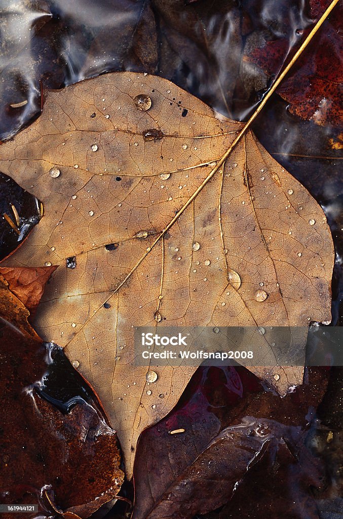 Poplar feuille et eau gouttes d'eau - Photo de Automne libre de droits