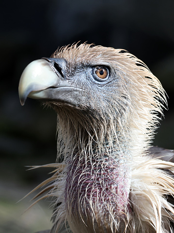 Side head view of a griffon vulture or Eurasian griffon. This large scavenger bird is looking for a prey, dead or alive. 
