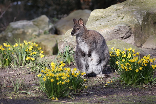 Kangaroo enjoying sun resting among yellow narcissus and boulders