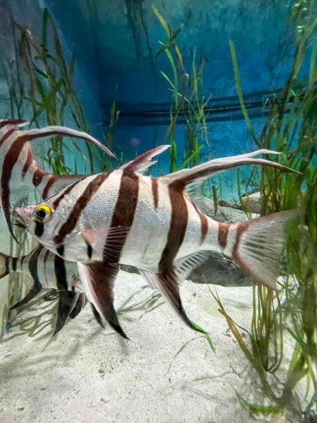 Stock photo showing close-up view of a large, glass marine aquarium. This brackish water tank has been landscaped with sand and seaweed, being home to pair of old wives (Enoplosus armatus) brown and white striped fish. Brackish water is a mix of mainly saltwater with some freshwater. imagen en primer plano de un par de viejas esposas (enoplosus armatus) peces rayados marrones y blancos nadando más allá de un fondo de algas, acuario marino, tanque de agua salobre (agua salada y agua dulce), rocas y arena, enfoque en primer plano