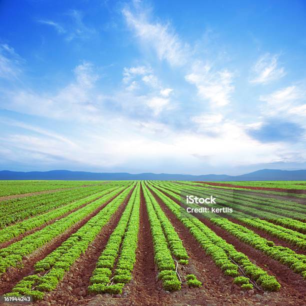 Photo libre de droit de Salade Fraîche banque d'images et plus d'images libres de droit de Champ - Champ, Salade, Ciel