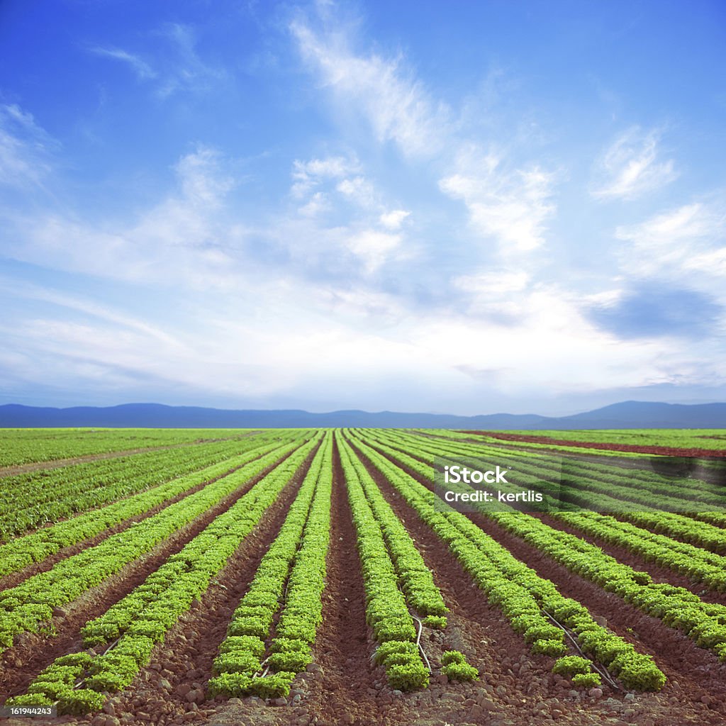 Свежий салат (Green Field - Стоковые фото Латук роялти-фри