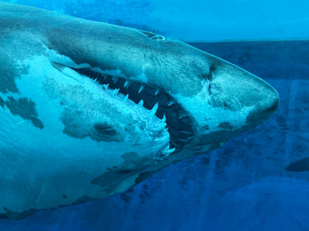 istock Full frame image of tiger shark (Galeocerdo cuvier) headshot, rows of sharp teeth, viewed from below, focus on foreground 1619444604