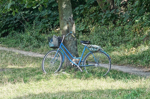 one old blue bicycle stands near a gray tree in green grass in a summer park