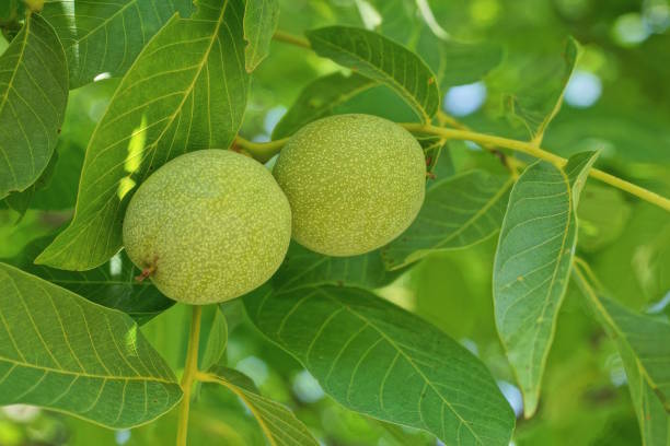 deux noix vertes sur une branche d’arbre - walnut tree walnut nut branch photos et images de collection