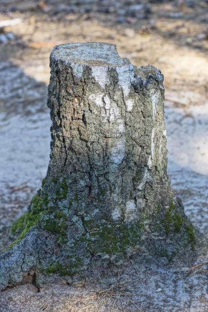 One trunk in the sunlight. The rest of the tree on the summer day. The death of the tree