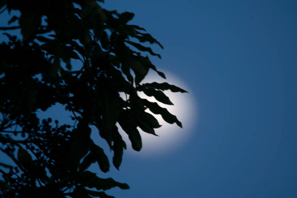 Moon in the blue sky , at sunset