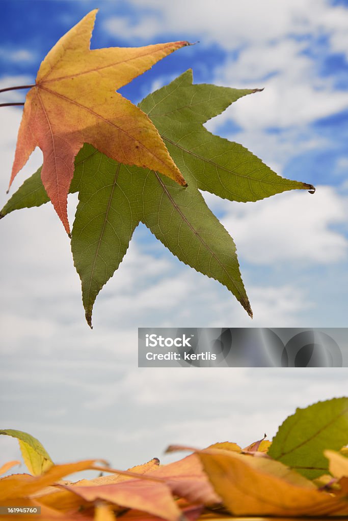 Otoño - Foto de stock de Amarillo - Color libre de derechos