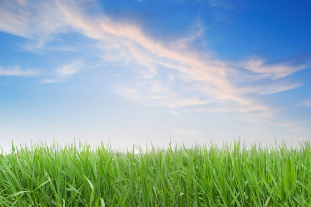 istock Green Field and Rosy clouds 161946171