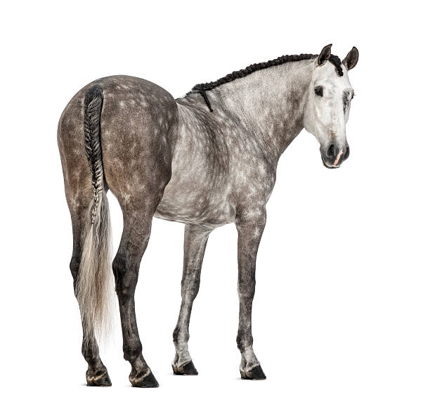 istock Rear view of an Andalusian, 7 years old, looking back 161946329