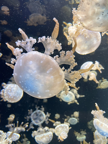 Stock photo showing close-up view of a large, glass marine aquarium. This saltwater tank is home to a smack of Spotted Lagoon Jellyfish (Mastigias papua). This species is also known as the golden medusa, lagoon jelly or Papuan jellyfish.