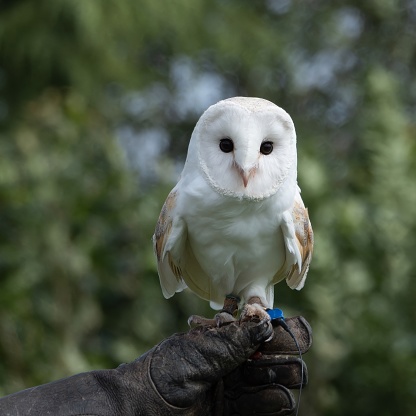 Trained Barn Owl perched on a gloved hand waiting to be released