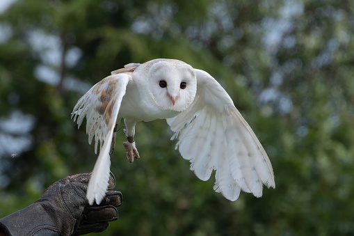 Trained Barn Owl unleashed from a gloved hand