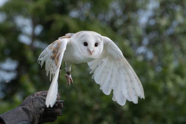 Trained Barn Owl unleashed stock photo