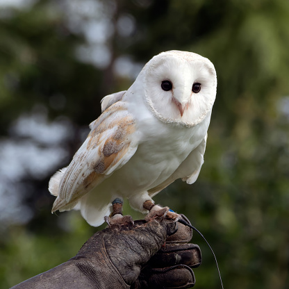 Trained Barn Owl perched on a gloved hand