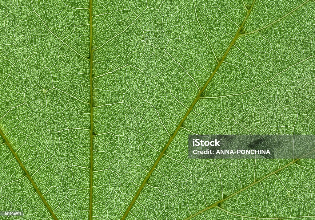 Leaf żył - Zbiór zdjęć royalty-free (Bez ludzi)