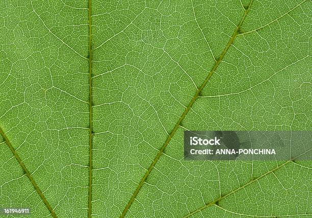 Leaf Żył - zdjęcia stockowe i więcej obrazów Bez ludzi - Bez ludzi, Botanika, Chlorofil