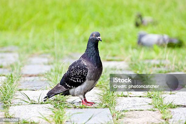 Foto de Pombo e mais fotos de stock de Animal - Animal, Fauna Silvestre, Fotografia - Imagem