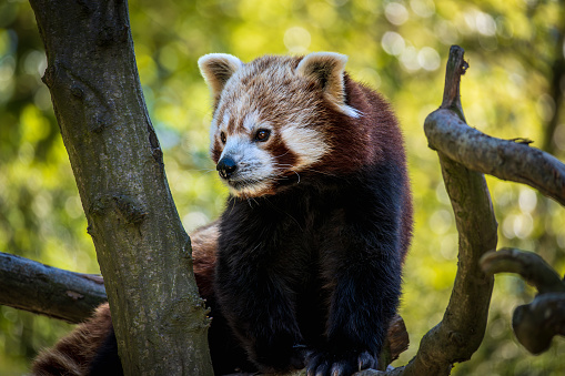 Beauval Zoo - Red panda in a tree